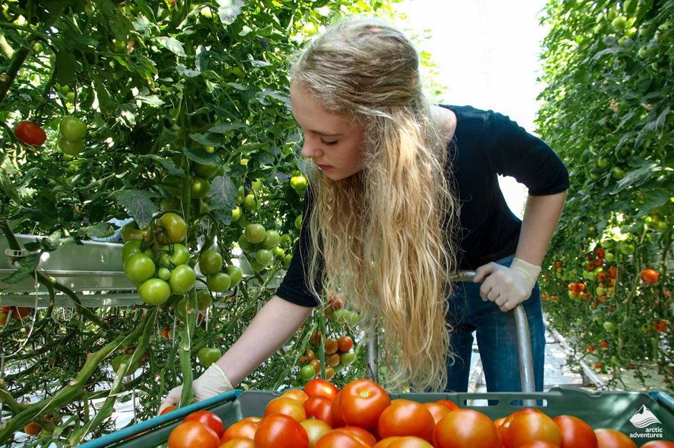 woman Carrying Tomatoes at Fridheimar farm