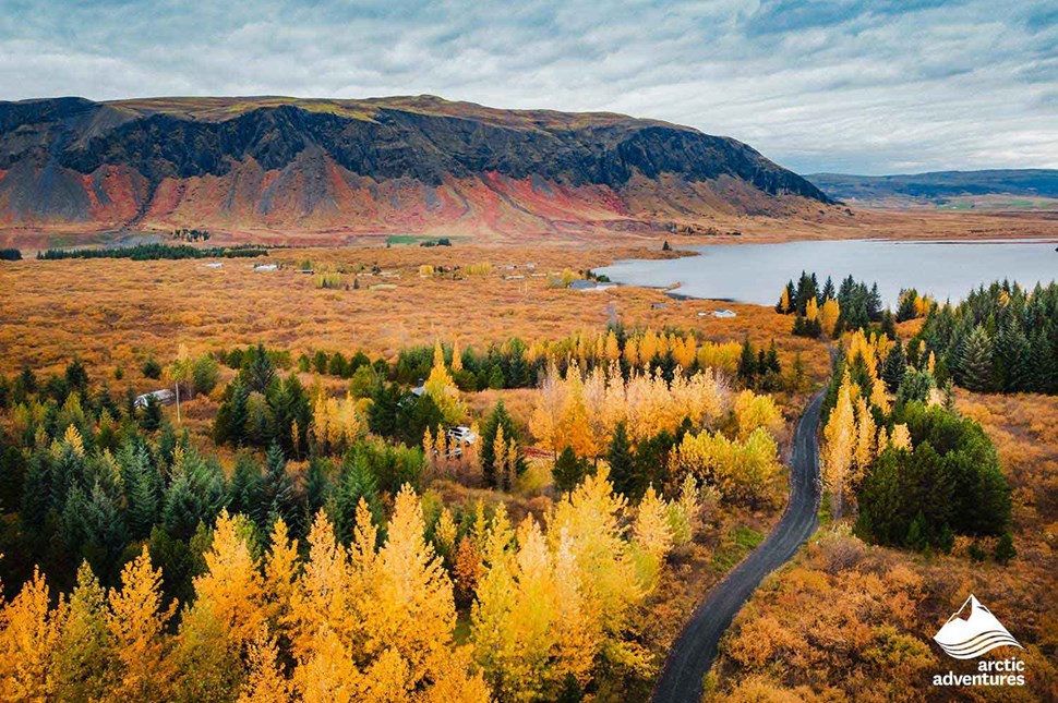 Iceland Autumn Yellow Trees in Thingvellir National Park