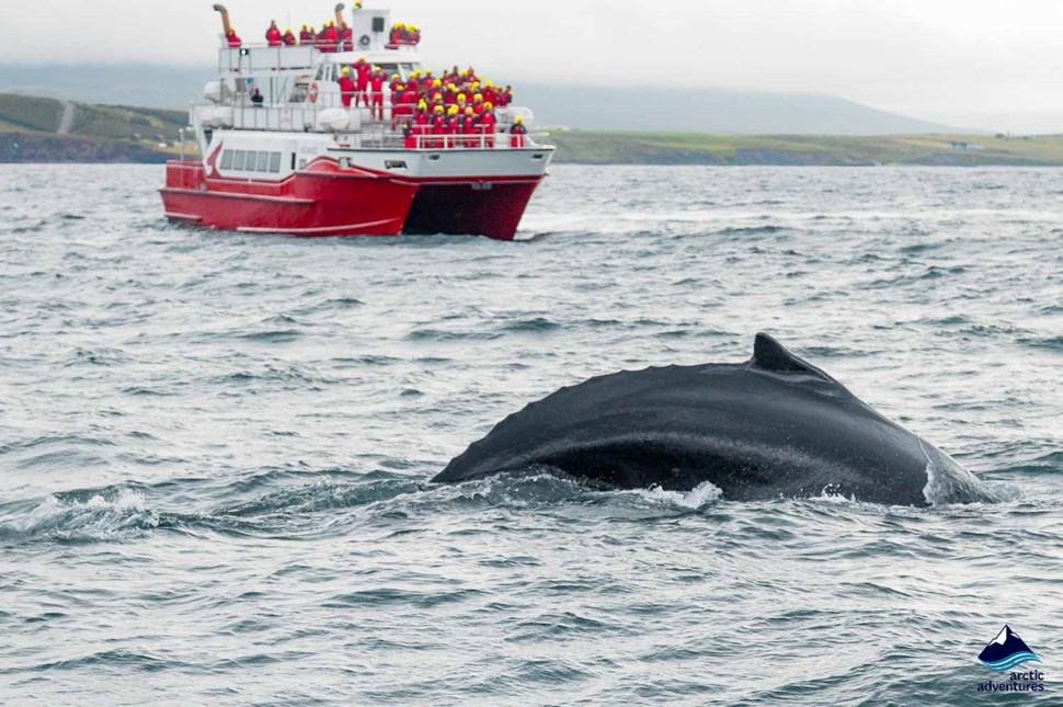Whale Watching Tour in Dalvik Iceland