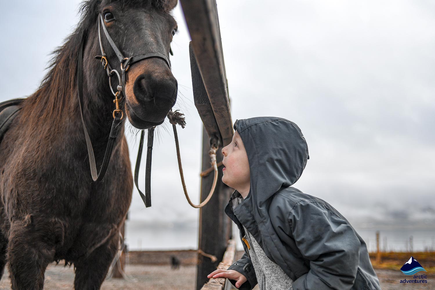 Children Family Horses Wildlife in Iceland