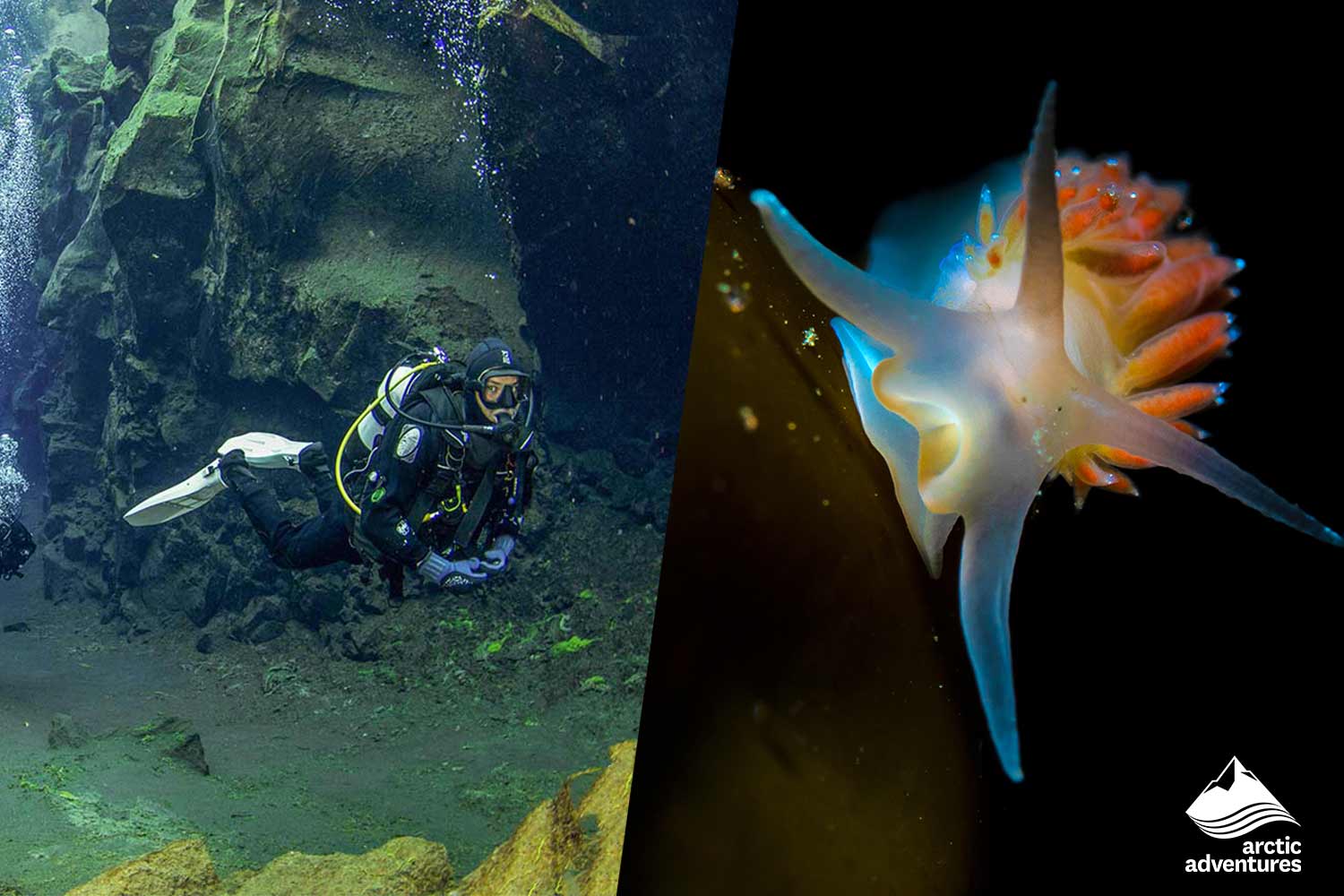 scuba diving and sea snail in Abandoned Jetty