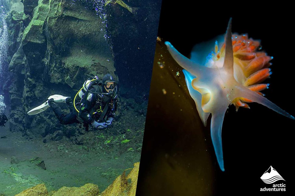 scuba diving and sea snail in Abandoned Jetty