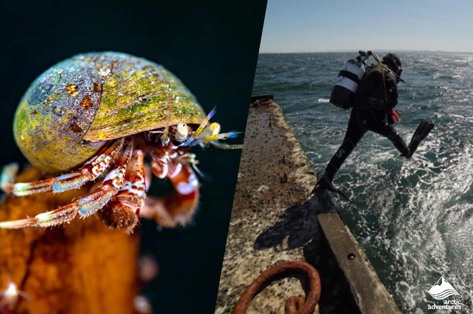 Coastal Diving Gardur in Iceland