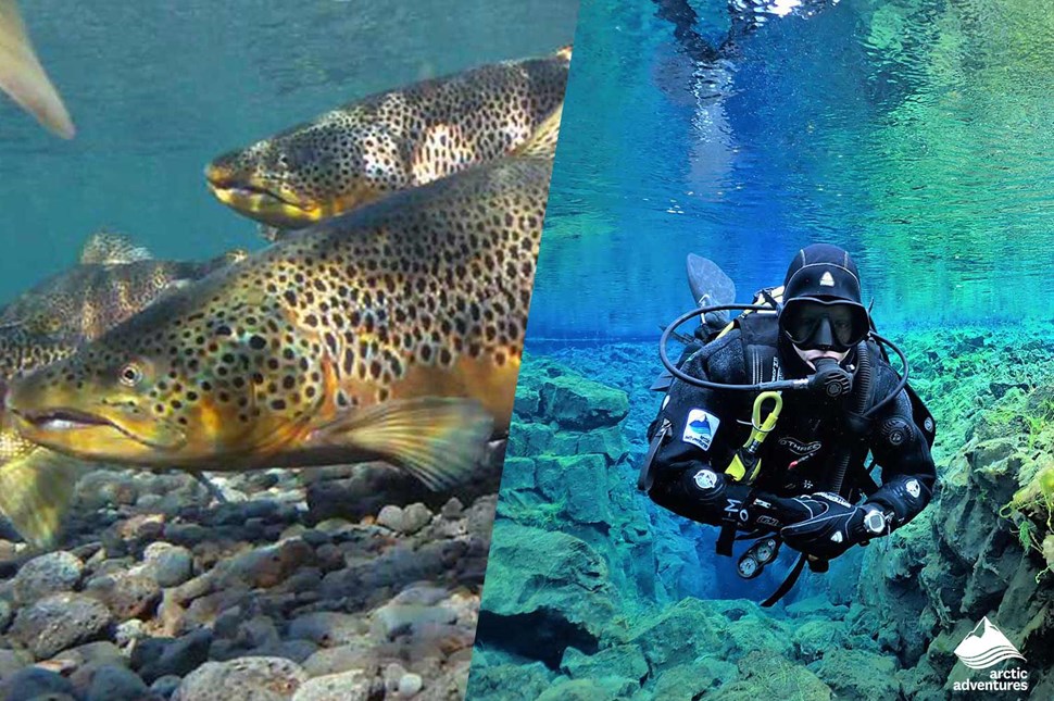 marine life and man diving in Fishermans Crack