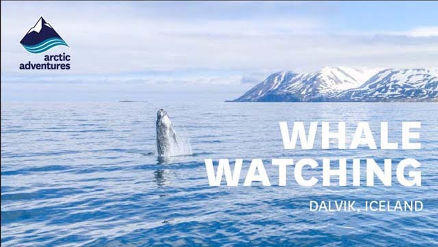 Whale Watching Express in Dalvik, Iceland | Summer 2017