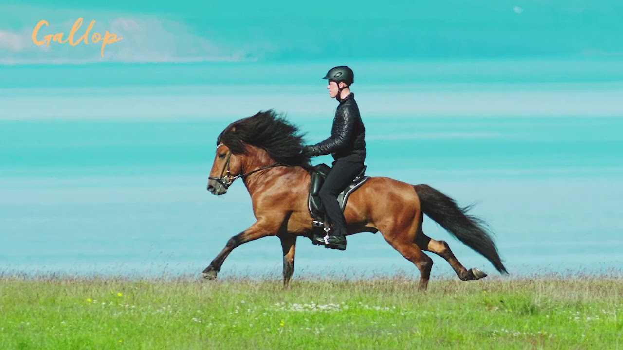 5 gaits of the Icelandic horse