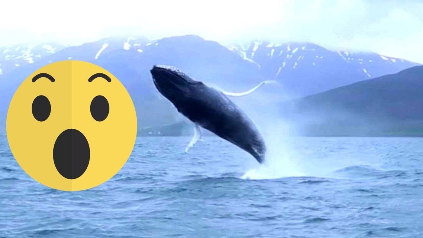 Iceland, Dalvik - watching crazy humpback whale from the RHIB boat