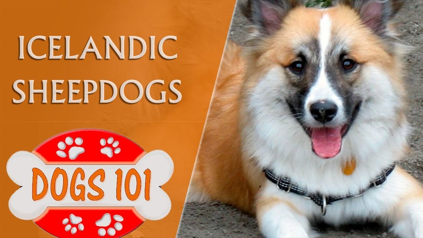 Dogs 101 - ICELANDIC SHEEPDOG - Top Dog Facts About the Icelandic Sheepdogs