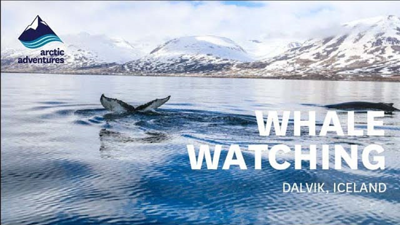 Whale Watching in Dalvik, Iceland | Summer 2017
