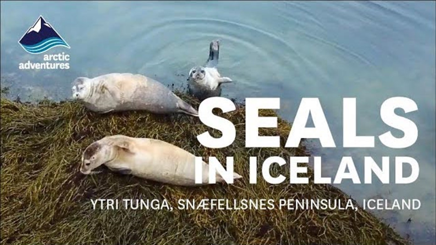 Seals in Iceland | Ytri Tunga, Snaefellsnes peninsula, Iceland