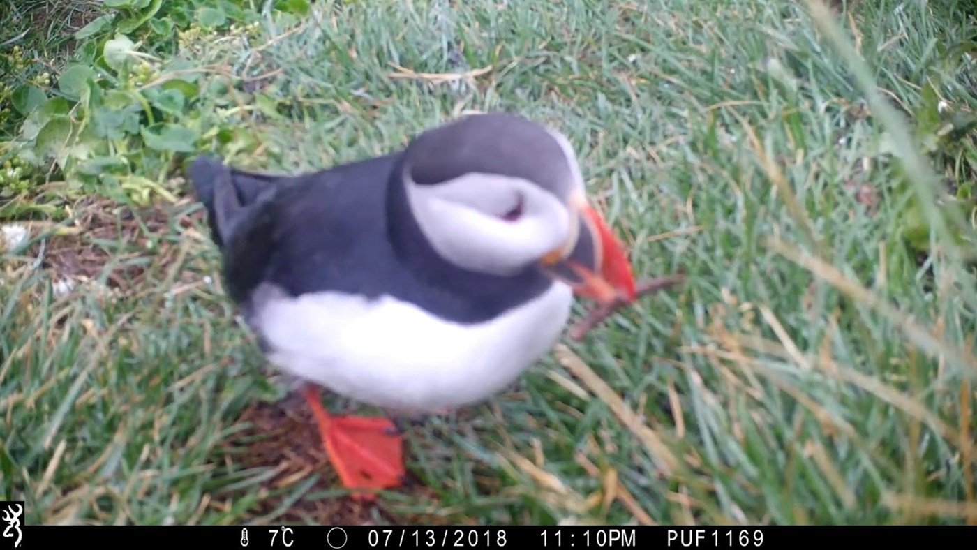 Rare footage shows a puffin in the wild using a stick to scratch itself