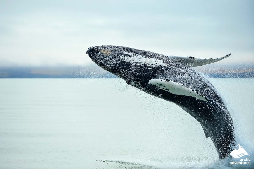 whale watching tour in Iceland