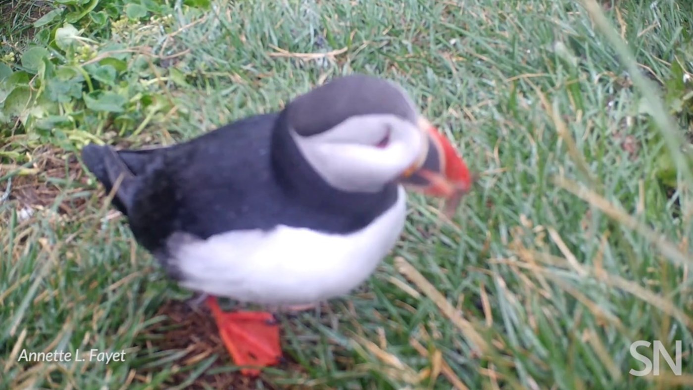 Watch a puffin use a stick as a feather-scratching tool | Science News