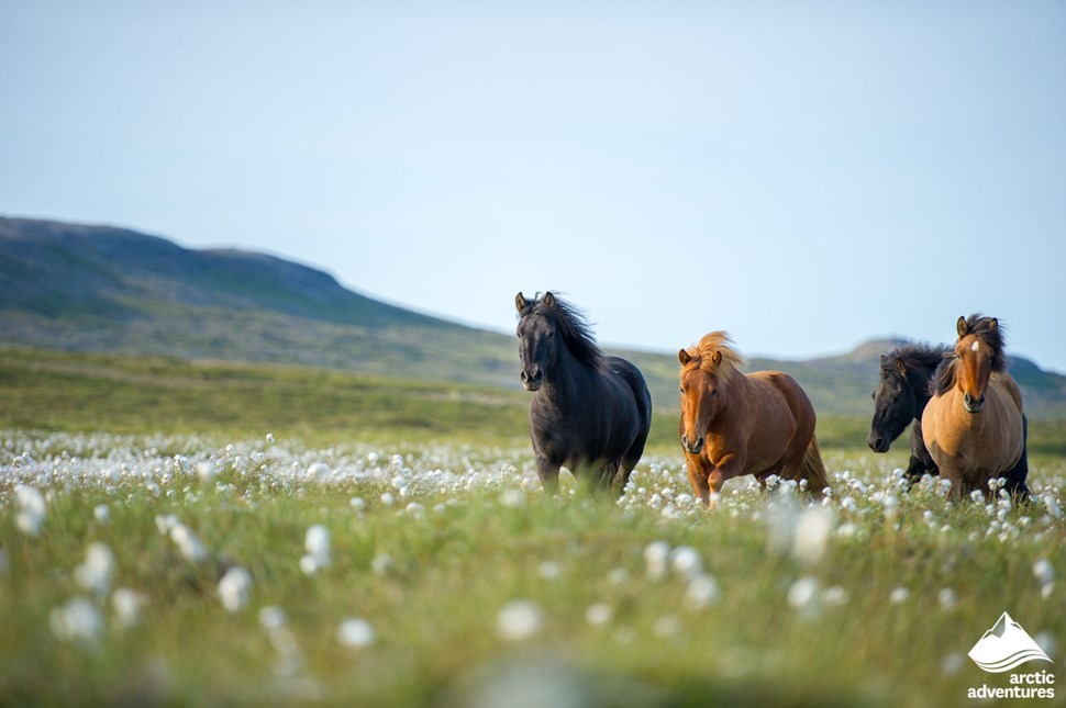 Icelandic horses in the green blossoming field