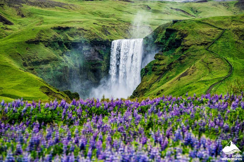 Skogafoss Waterfall and Lupines in May