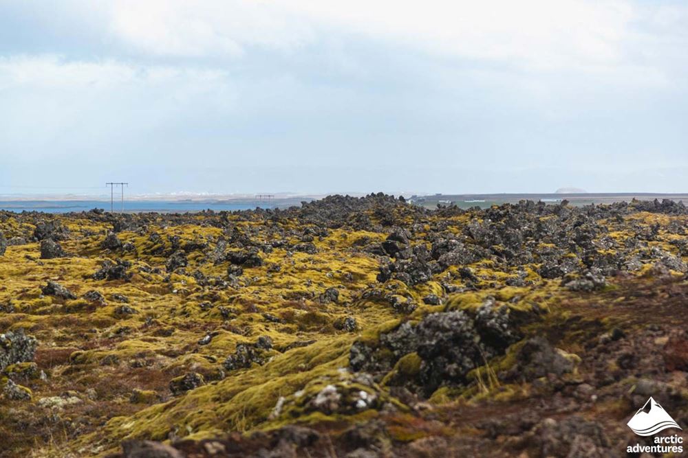 Lava Field at Snaefellsnes Peninsula
