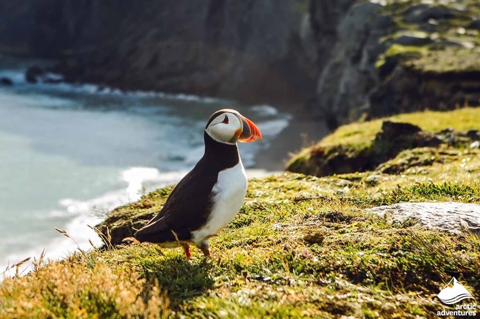 Puffin on a Cliff in Iceland