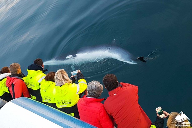 Rib Boat Whale Watching Tour in Iceland