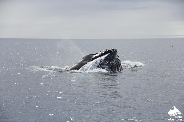 Whale Head Above the Sea in Iceland