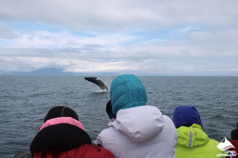 People Watching Whales from Boat in Iceland
