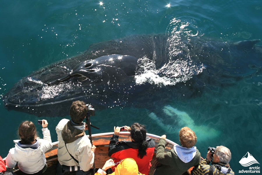 People Watching Whale from Boat