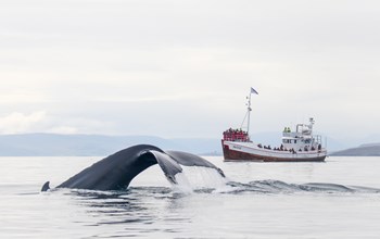 Whale Watching From Dalvik