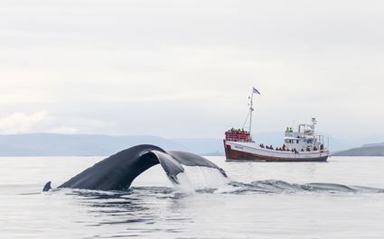 Wale beobachten ab Dalvík Wale beobachten ab Dalvík