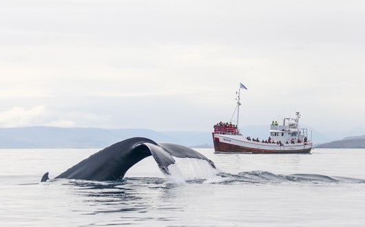 Observation De Baleines Au Départ De Dalvik, Nord De L'islande