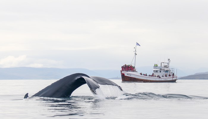 Observation De Baleines Au Départ De Dalvik, Nord De L'islande