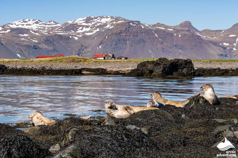 Wild Seals at Seashore in Iceland