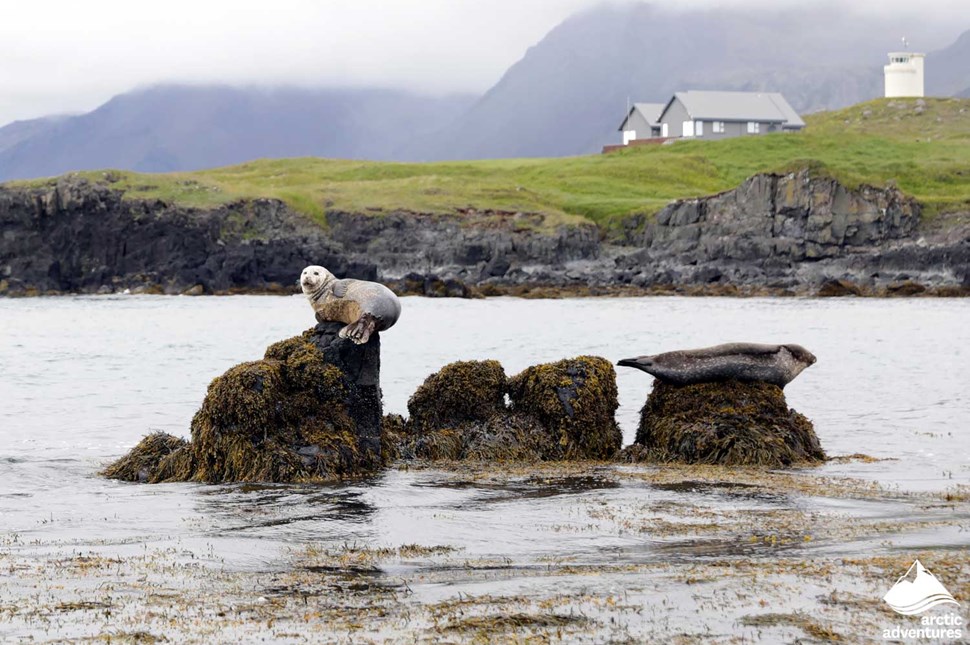 Seals at the Ytri Tunga Beach in Iceland