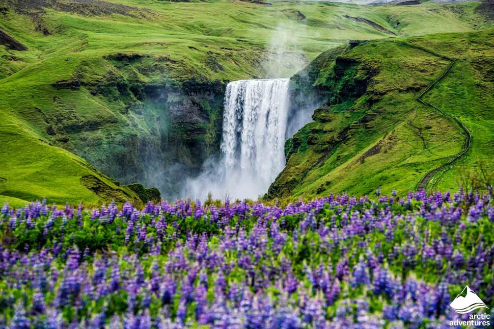 Purple Lupines and Skogafoss Waterfall in Background