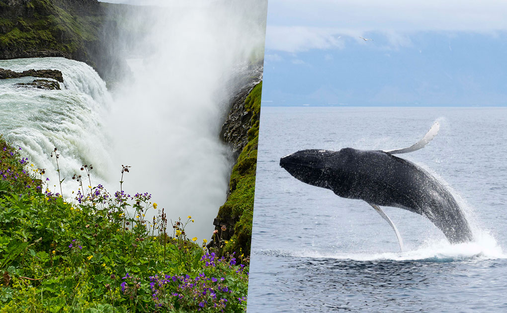 Golden Circle & Whale Watching Tour