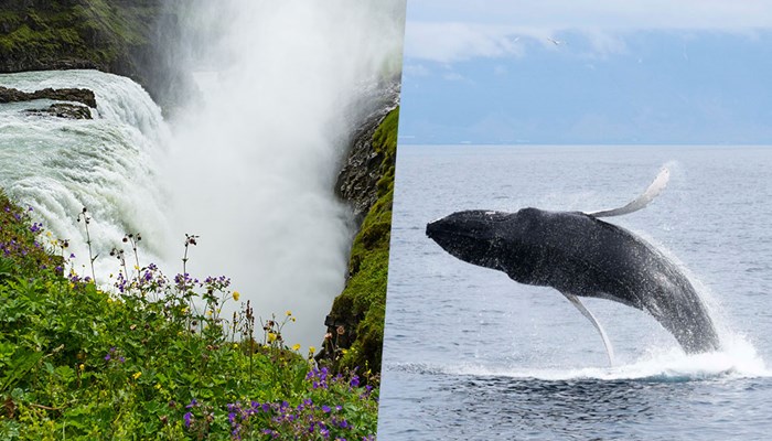  Golden Circle & Whale Watching Tour