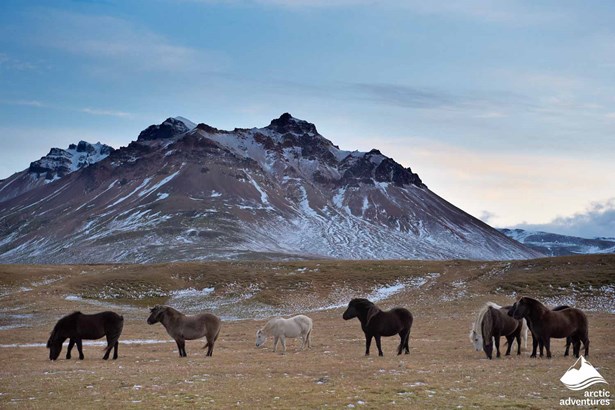 Group of Icelandic Horses by the Mountains
