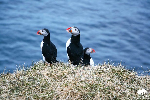 Group of Puffins by the Sea