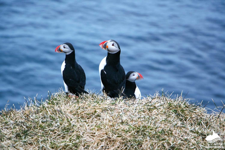 Group of Puffins