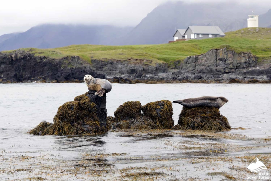 Iceland Seals in Glacial Lagoon