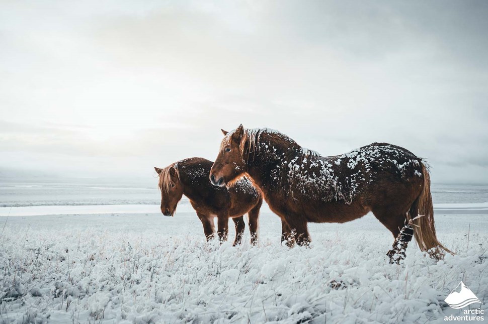 Furry Icelandic Horses in Winter
