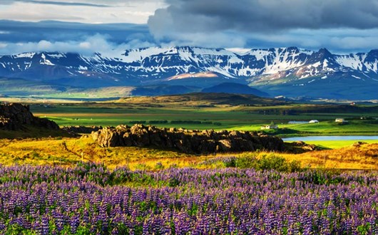 All About Icelandic Flowers