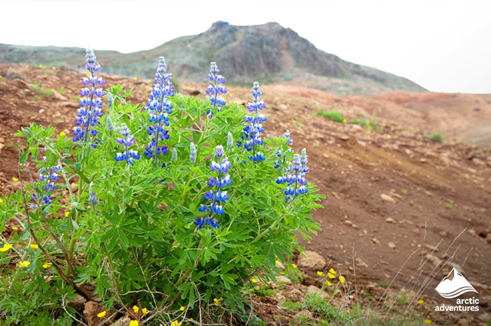 Blue Lupines in Icelandic Field