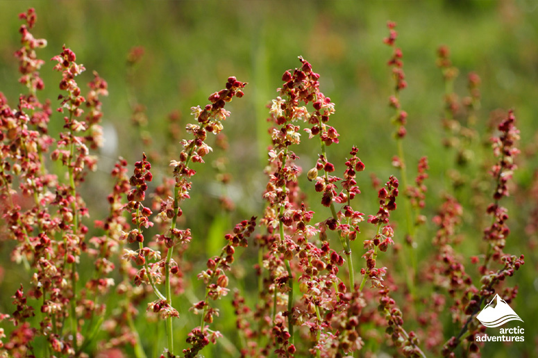 Sheep Sorrel in Iceland