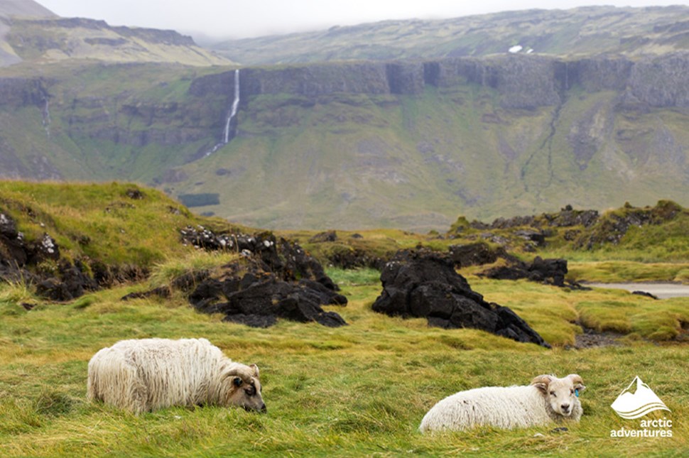 Sheep in Icelandic Tundra