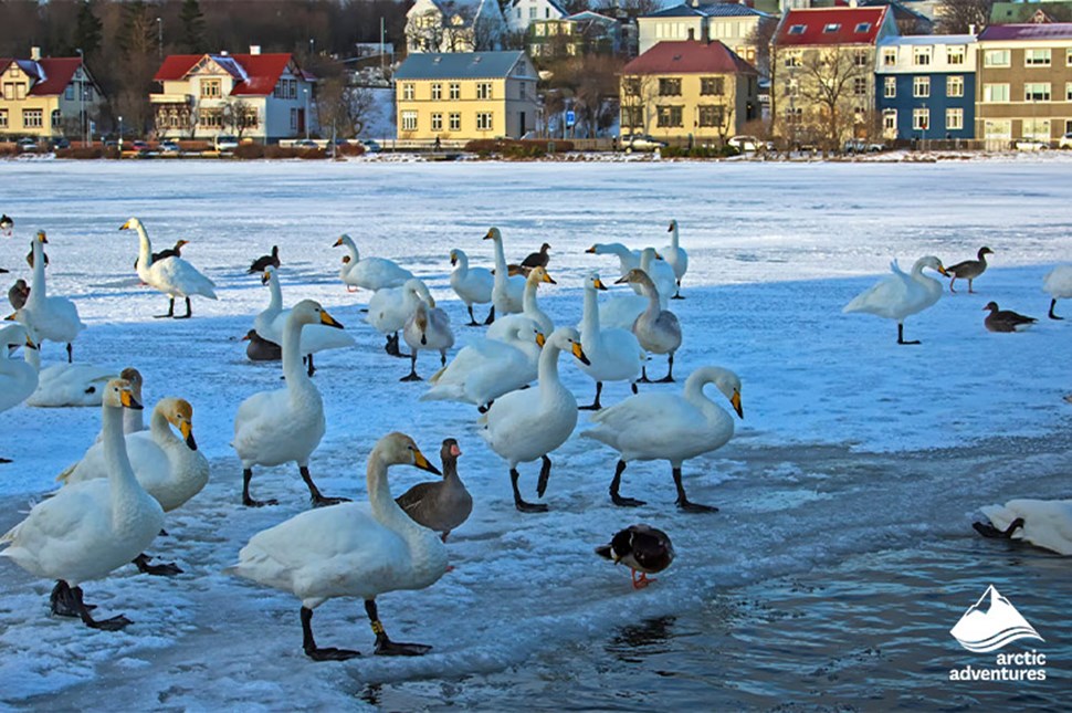Birds Walking on Frozen Lake in Reykjavik