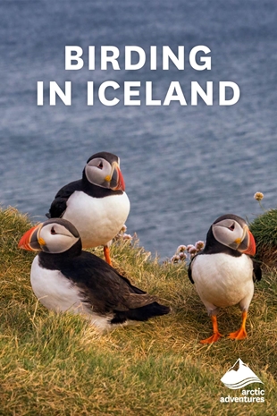 Birding In Iceland