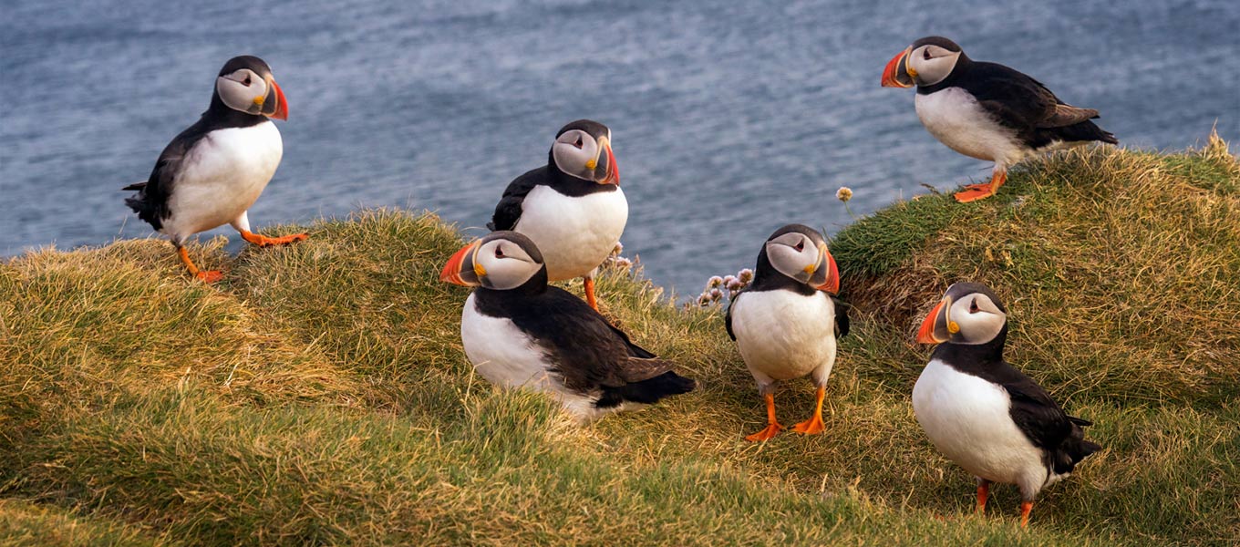 Your Guide To Birding in Iceland