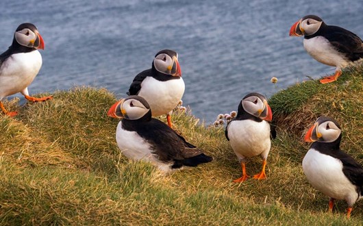 Your Guide To Birding in Iceland