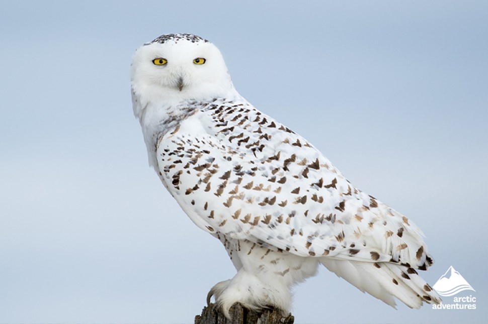 A perched snowy owl in Iceland
