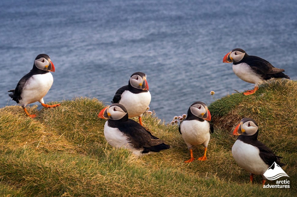 Family of puffin birds on the cliffs in Iceland