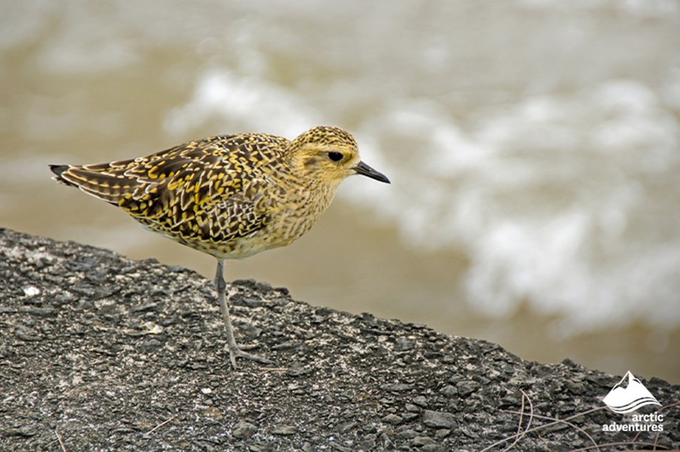 Golden plover in its winter plumage in Iceland